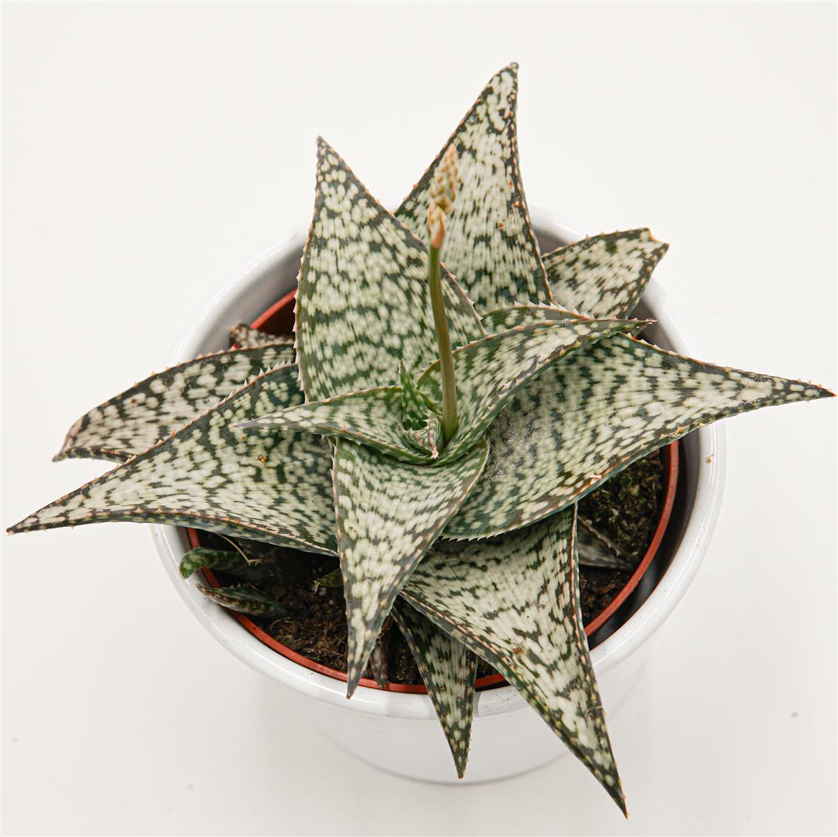 Aloe aculeata Wilderness - 10,5cm