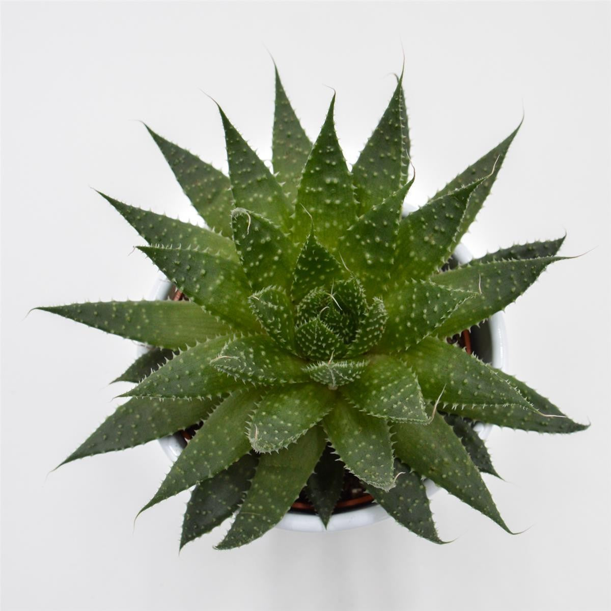 Aloe Akila - 10,5cm