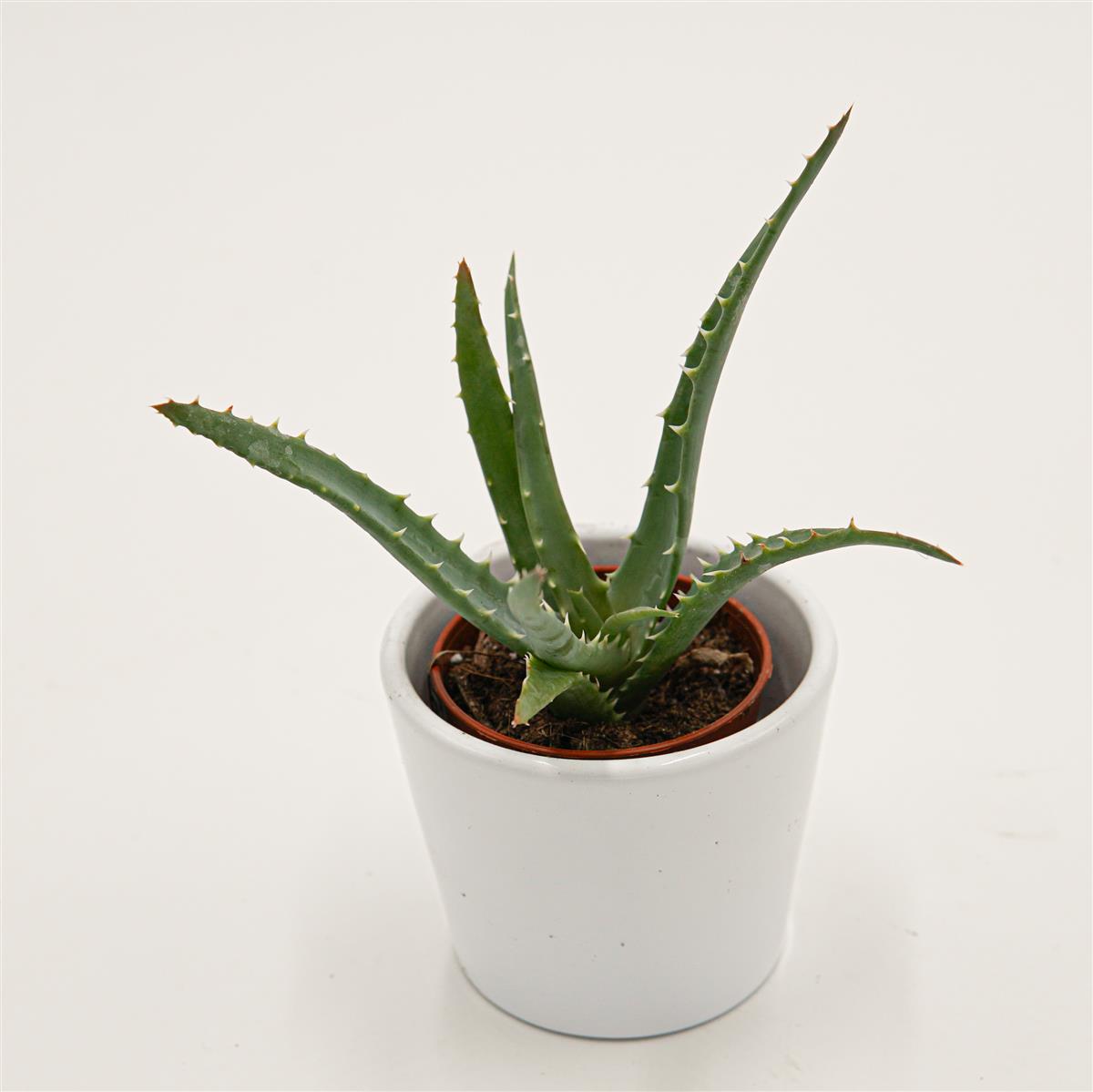 Aloe arborescens - 5,5cm