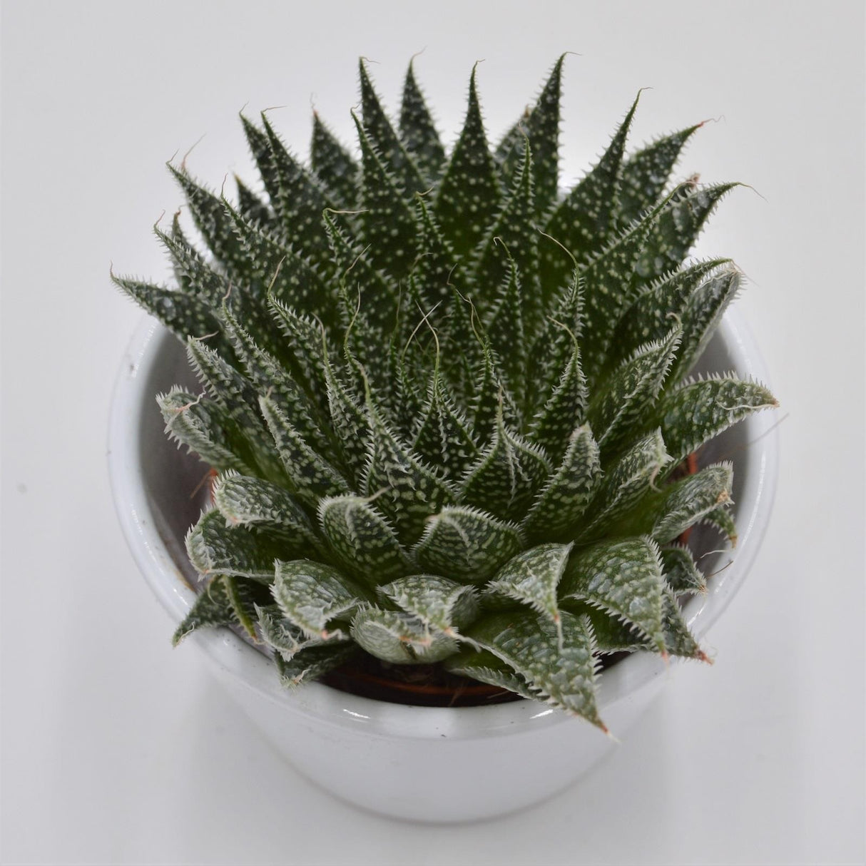 Aloe Magic - 8,5cm