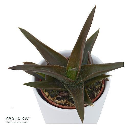 Aloe Black Gem - 6cm