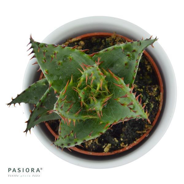 Aloe ferox - 5,5cm