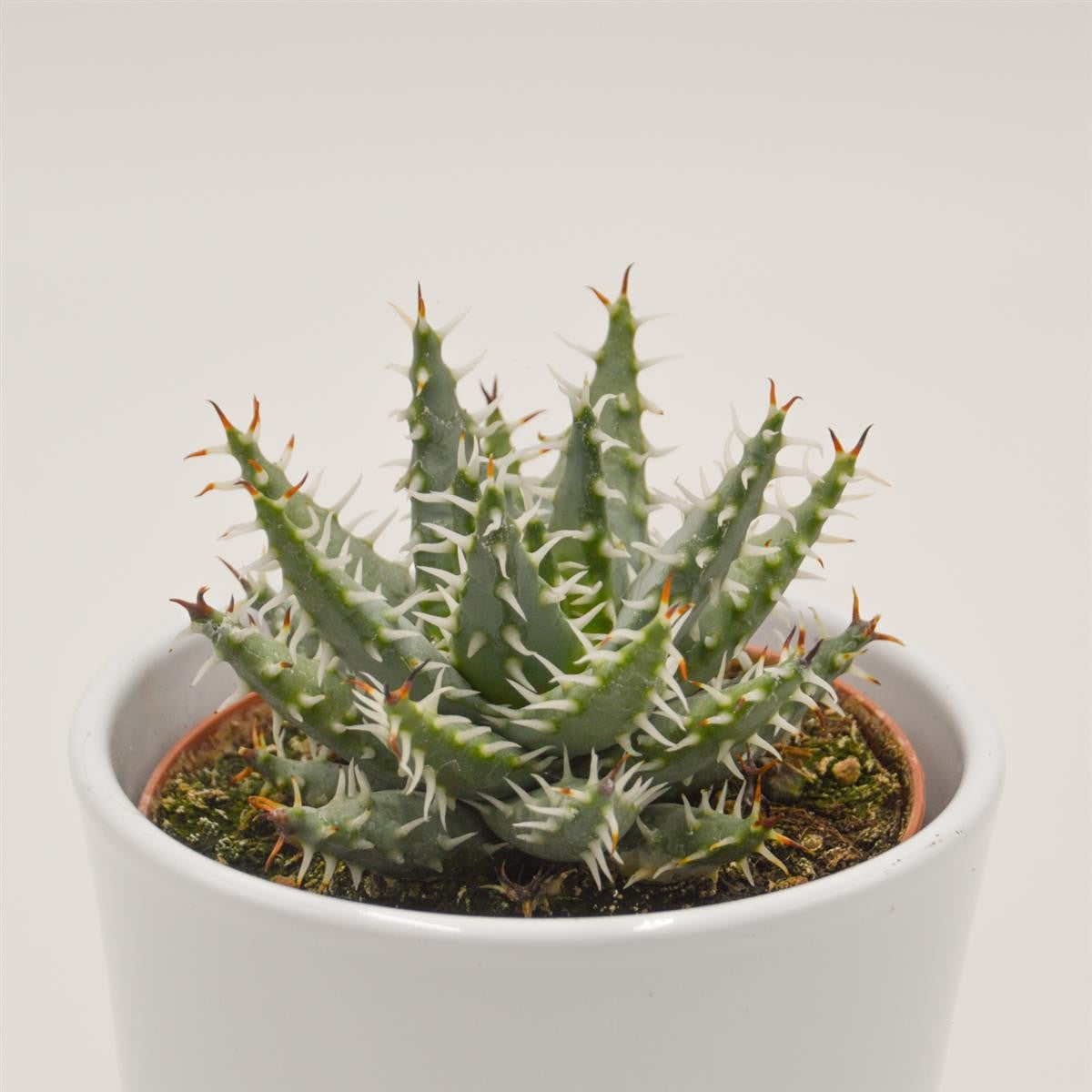Aloe melanacantha v. erinacea - 10,5cm