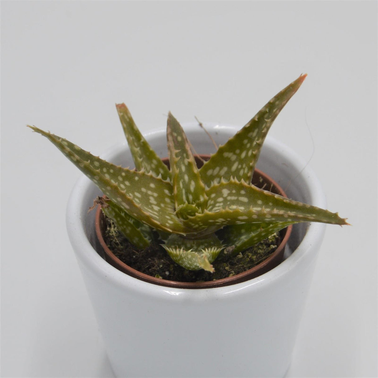 Aloe contina - 5,5cm
