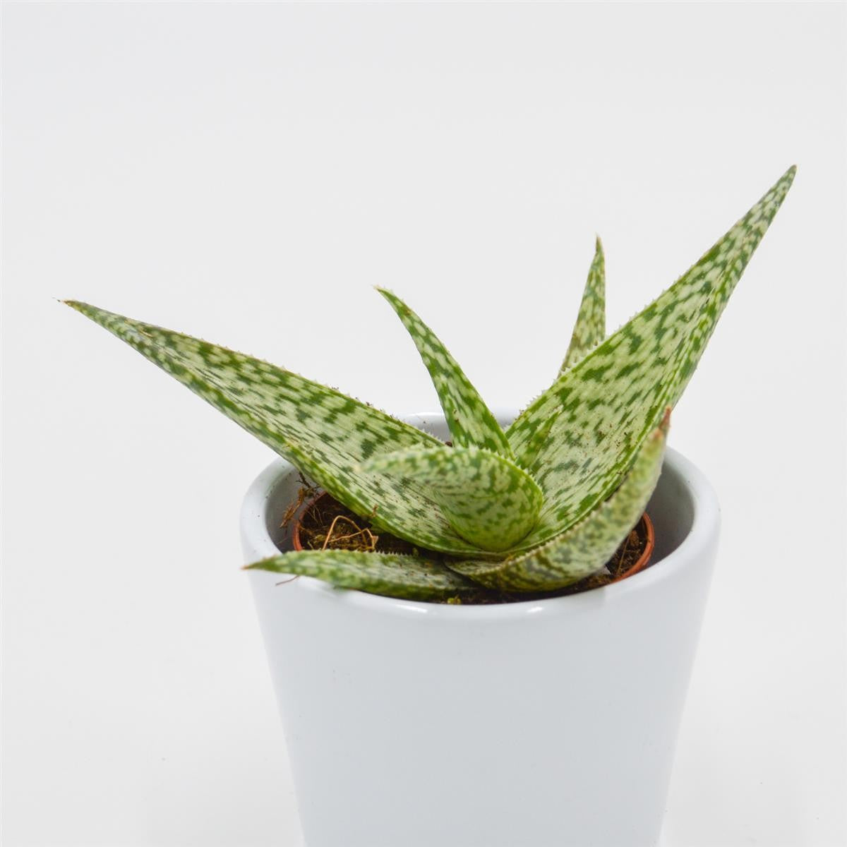 Aloe rauhii Snowflake - 5,5cm