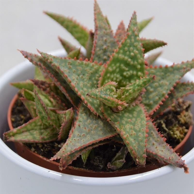 Aloe Red Shade - 8,5cm