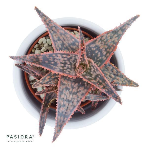 Aloe Red Shade - 6cm