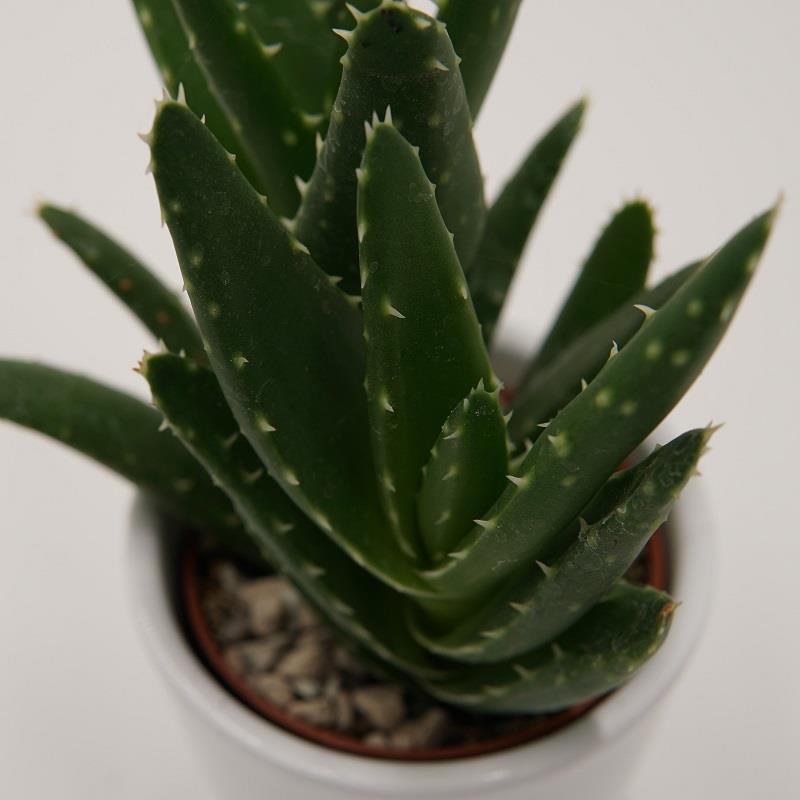 Aloe squarrosa - 6cm