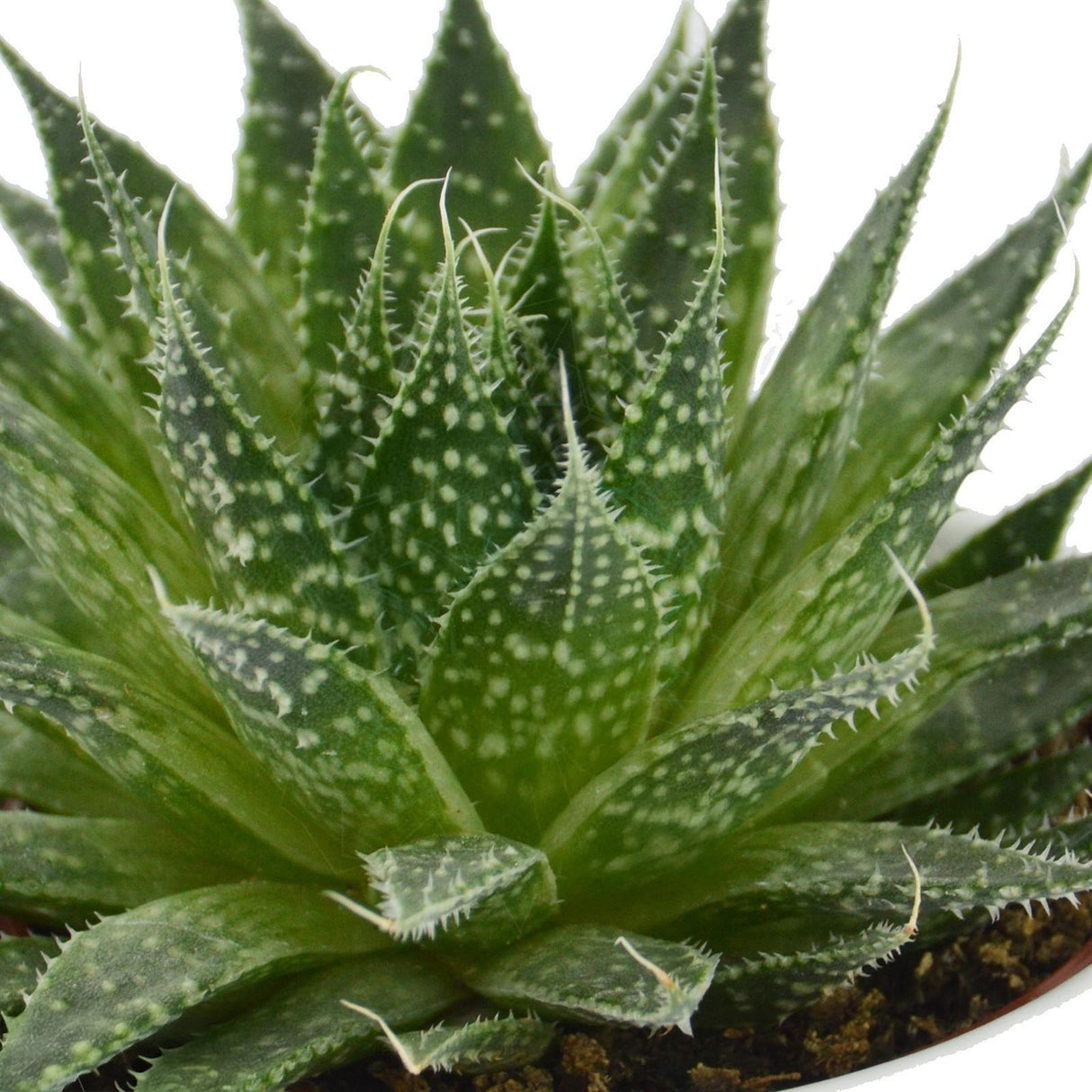 Aloha Aloe, 5 Stück