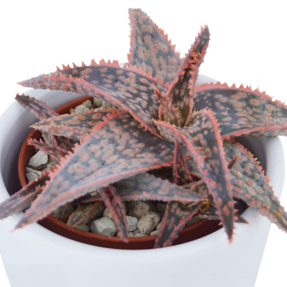 Aloha Aloe, 3 Stück