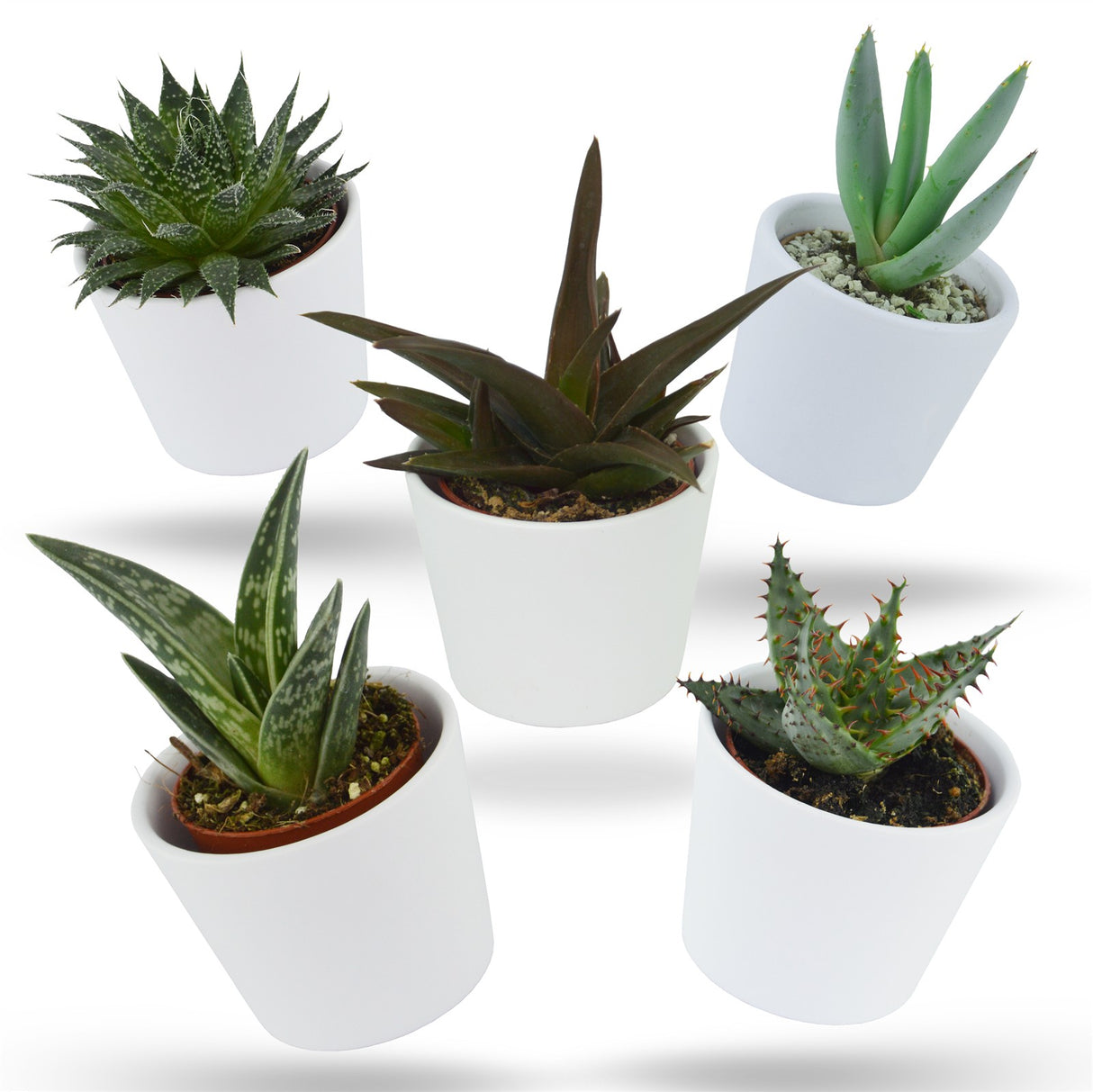 Aloha Aloe, 5 Stück