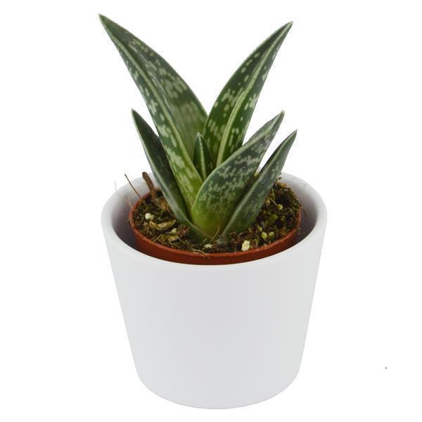 Aloe variegata - 5,5cm