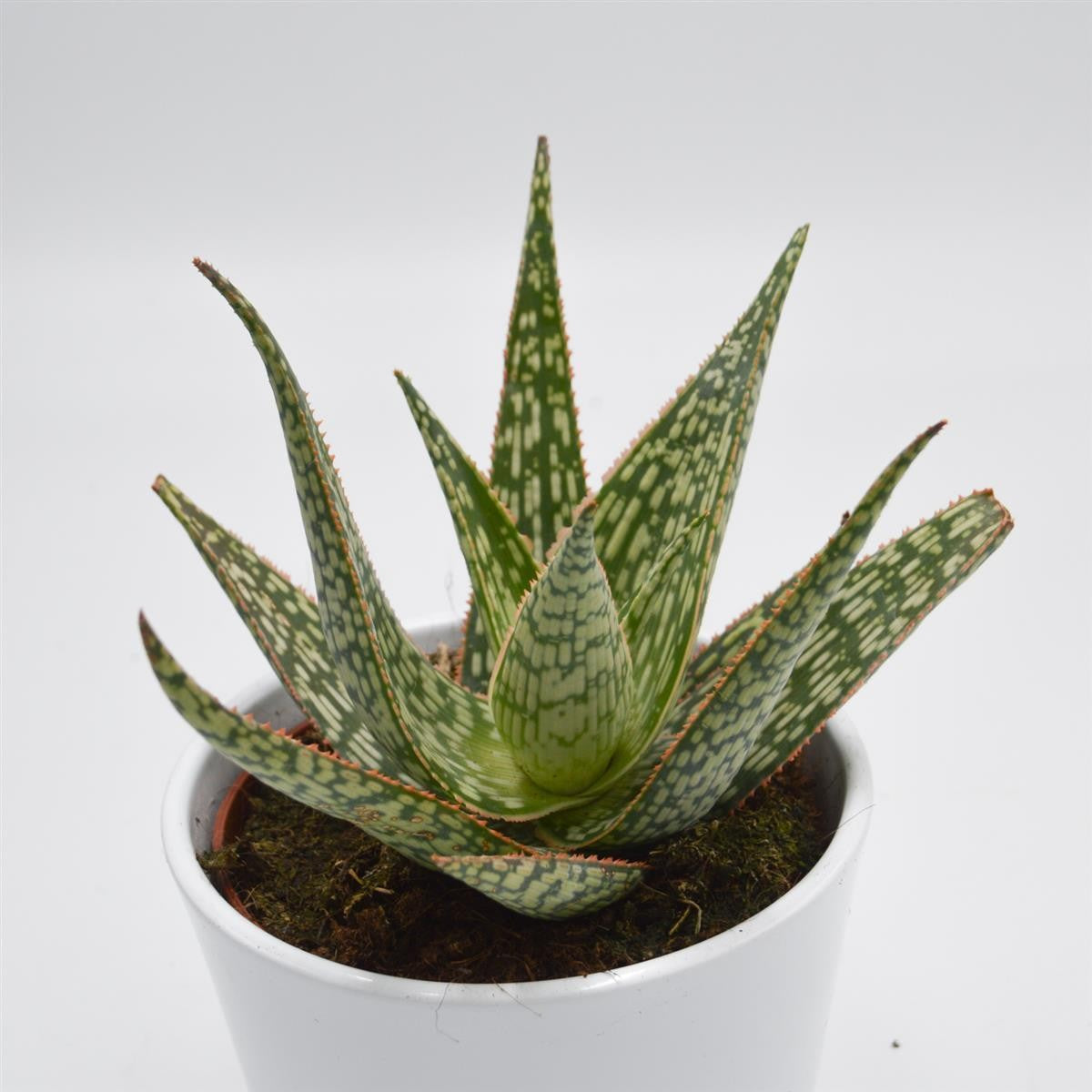 Aloe Carola - 10,5cm