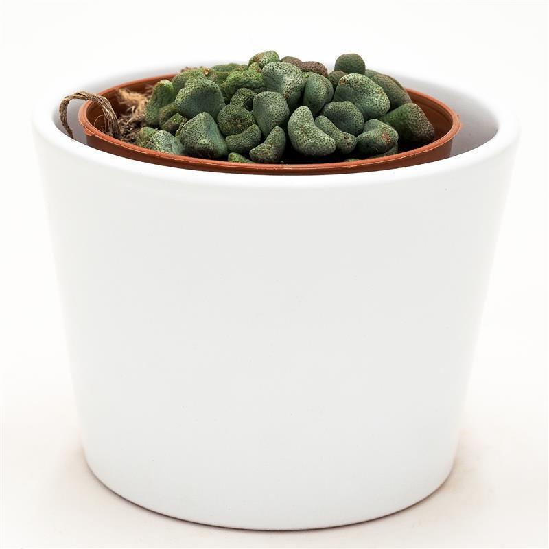 Aloinopsis schooneesii - 8,5cm