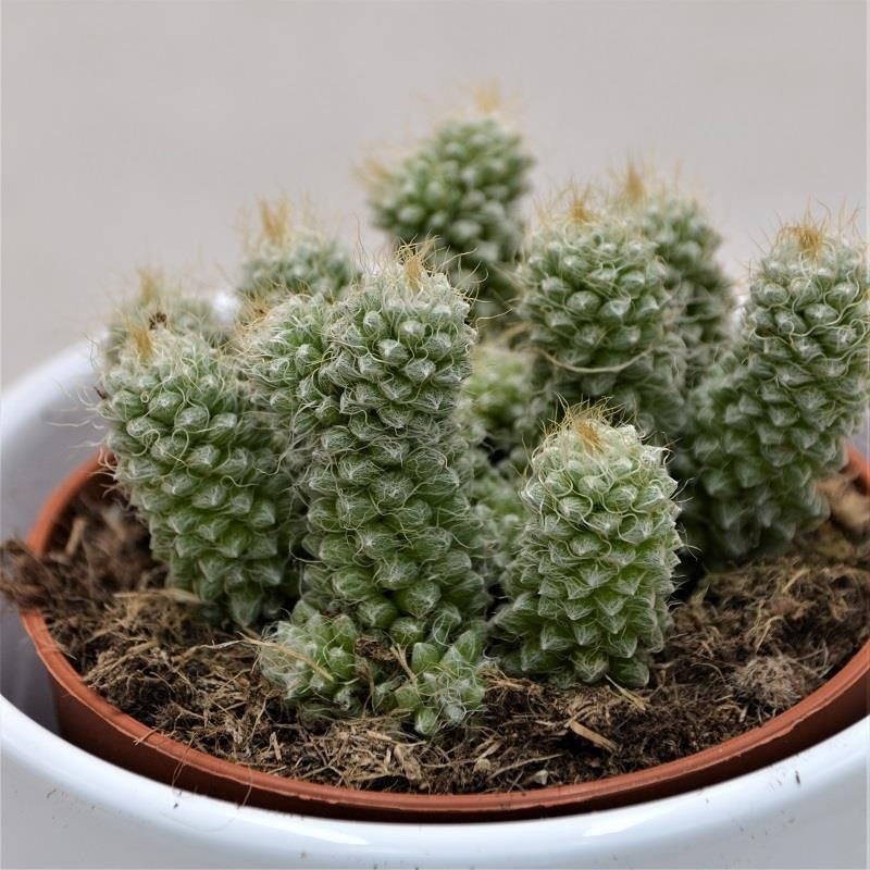 Anacampseros baeseckei - 8,5cm