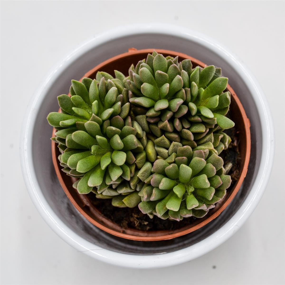 Anacampseros marlothii - 8,5cm