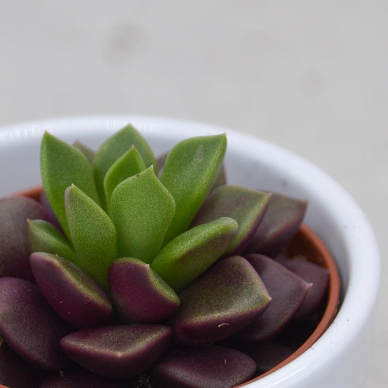 Anacampseros retusa f. rubra - 5,5cm