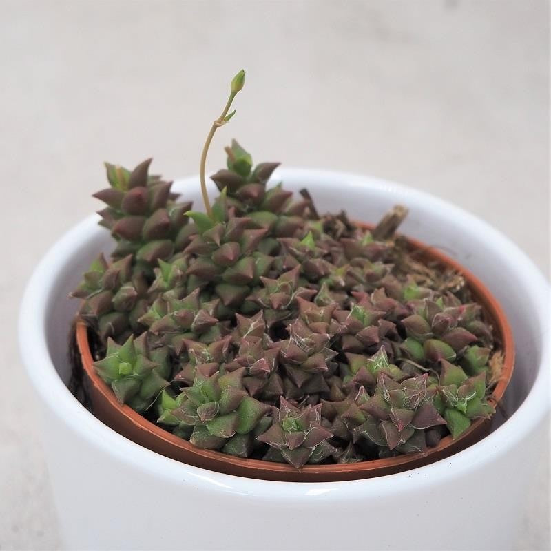 Anacampseros retusa - 8,5cm