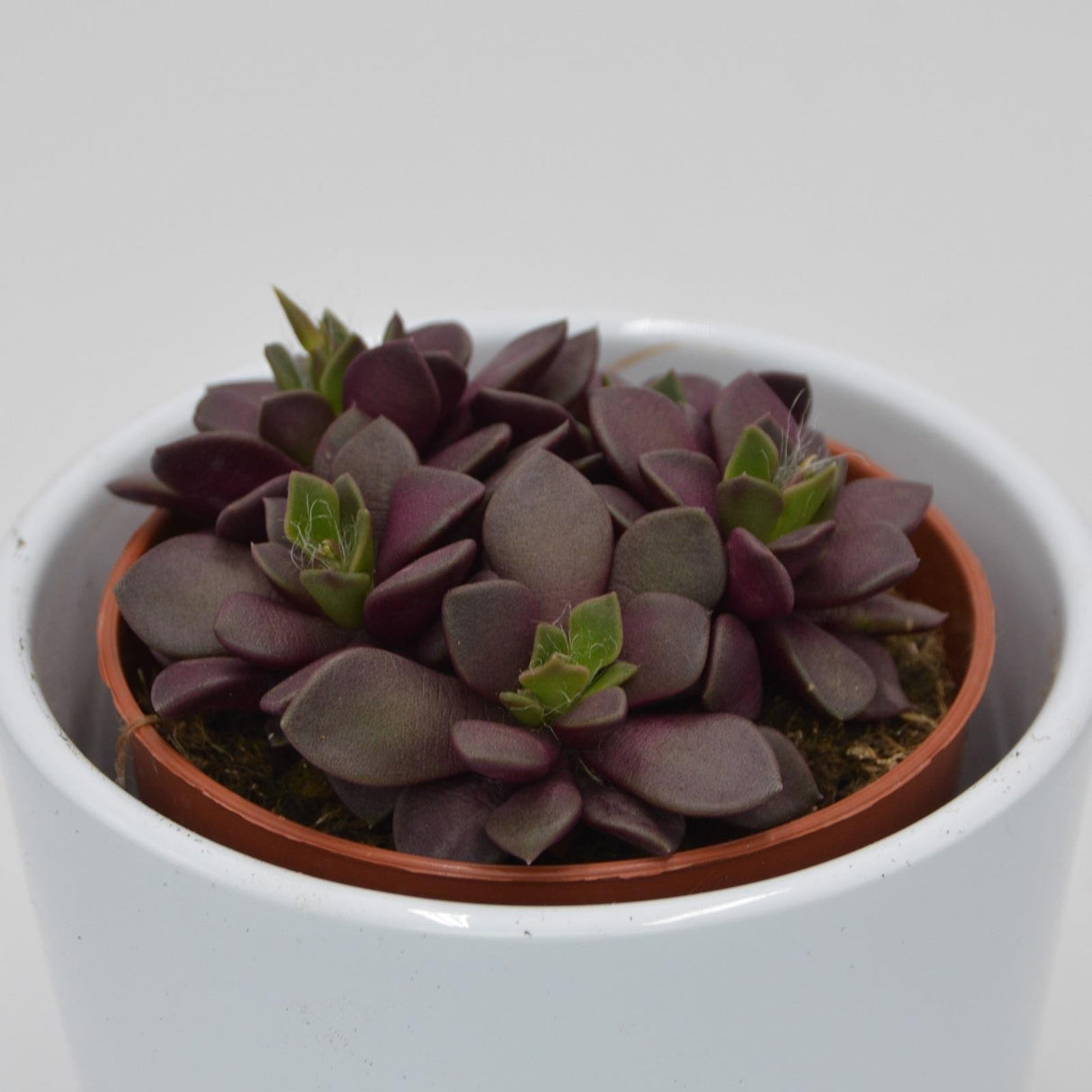 Anacampseros retusa f. rubra - 8,5cm