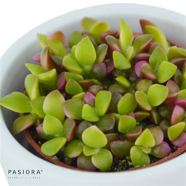 Anacampseros rufescens subsp. variegata - 5,5cm