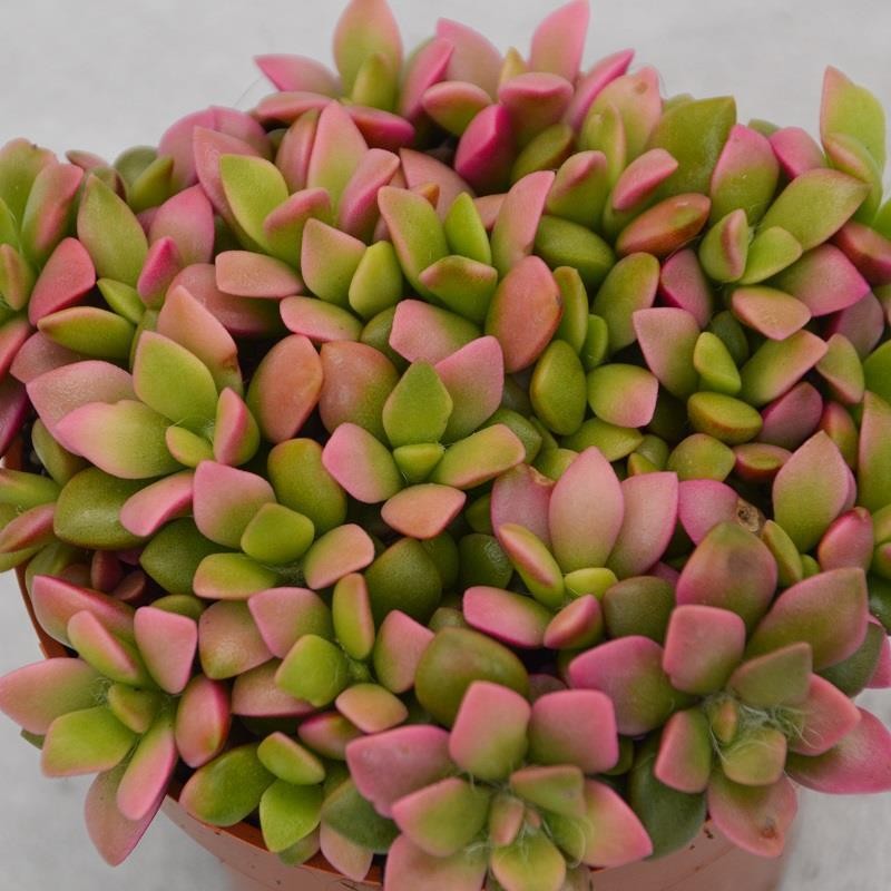 Anacampseros rufescens subsp. variegata - 9cm