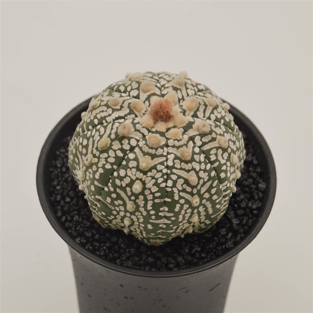 Astrophytum asterias - 8cm