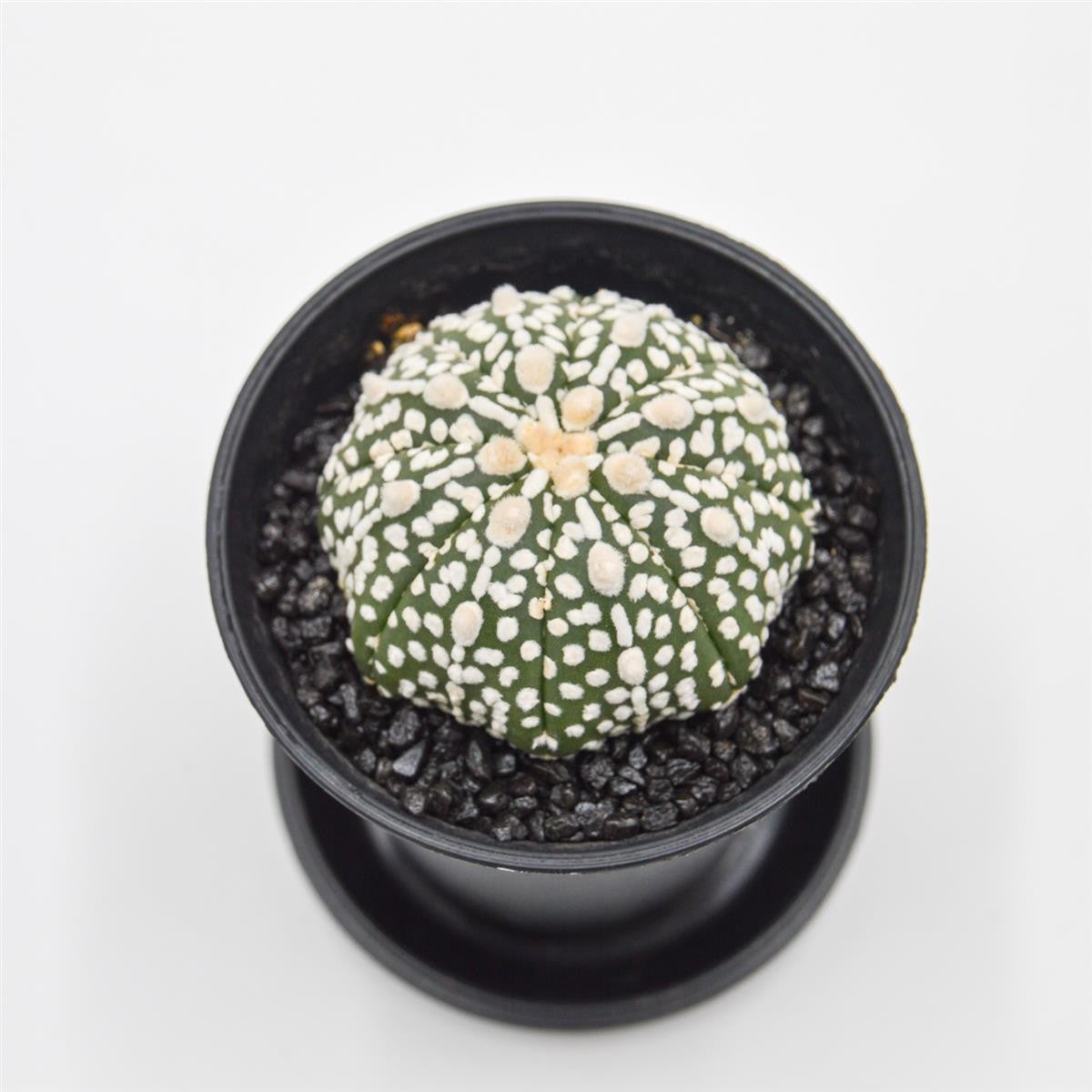 Astrophytum asterias - 10cm