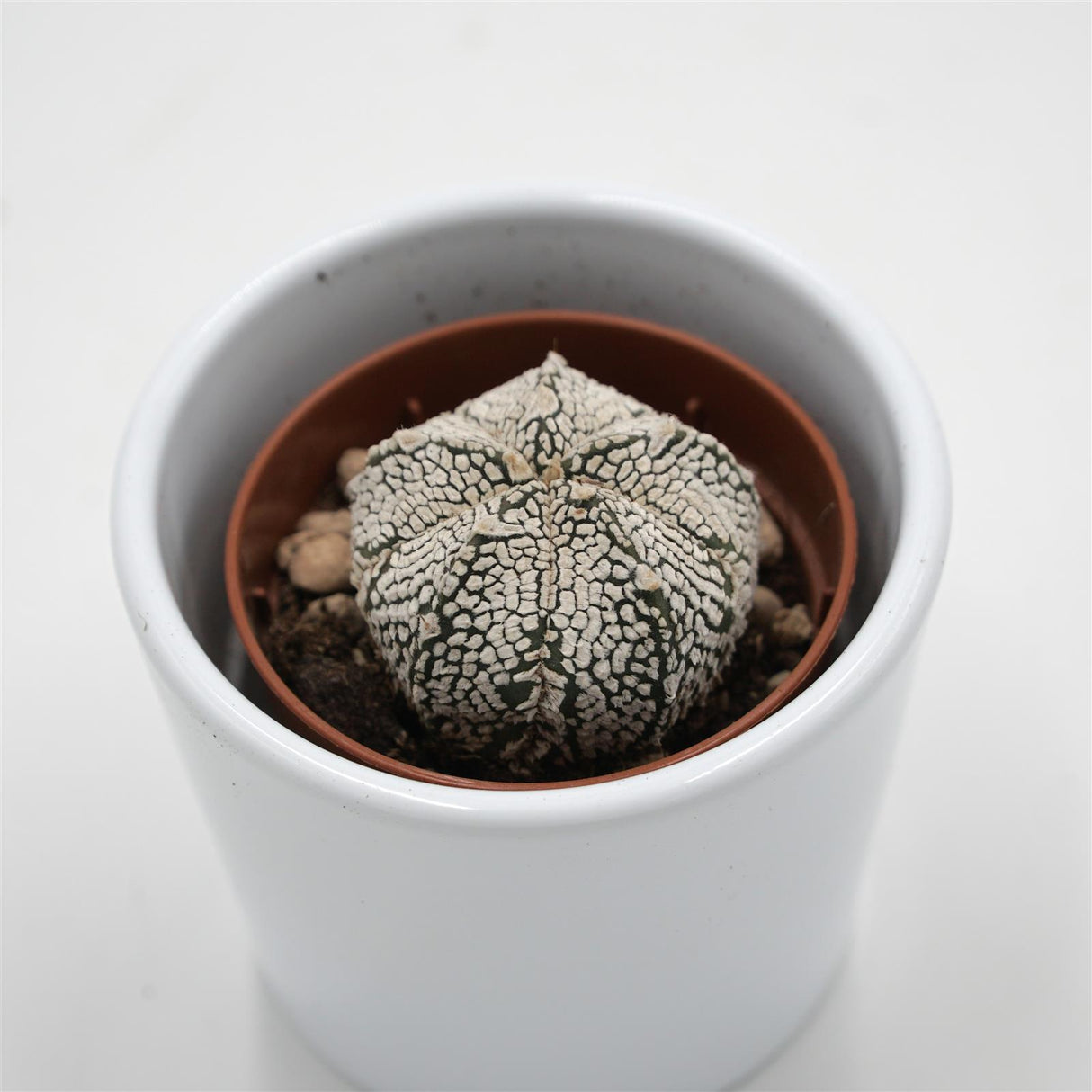 Astrophytum asterias Super Kabuto - 5,5cm