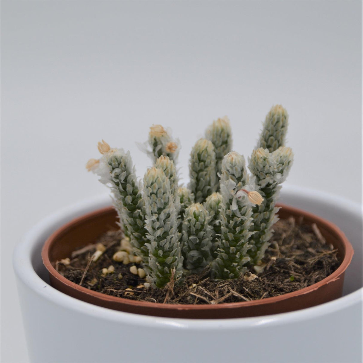Avonia recurvata - 8,5cm