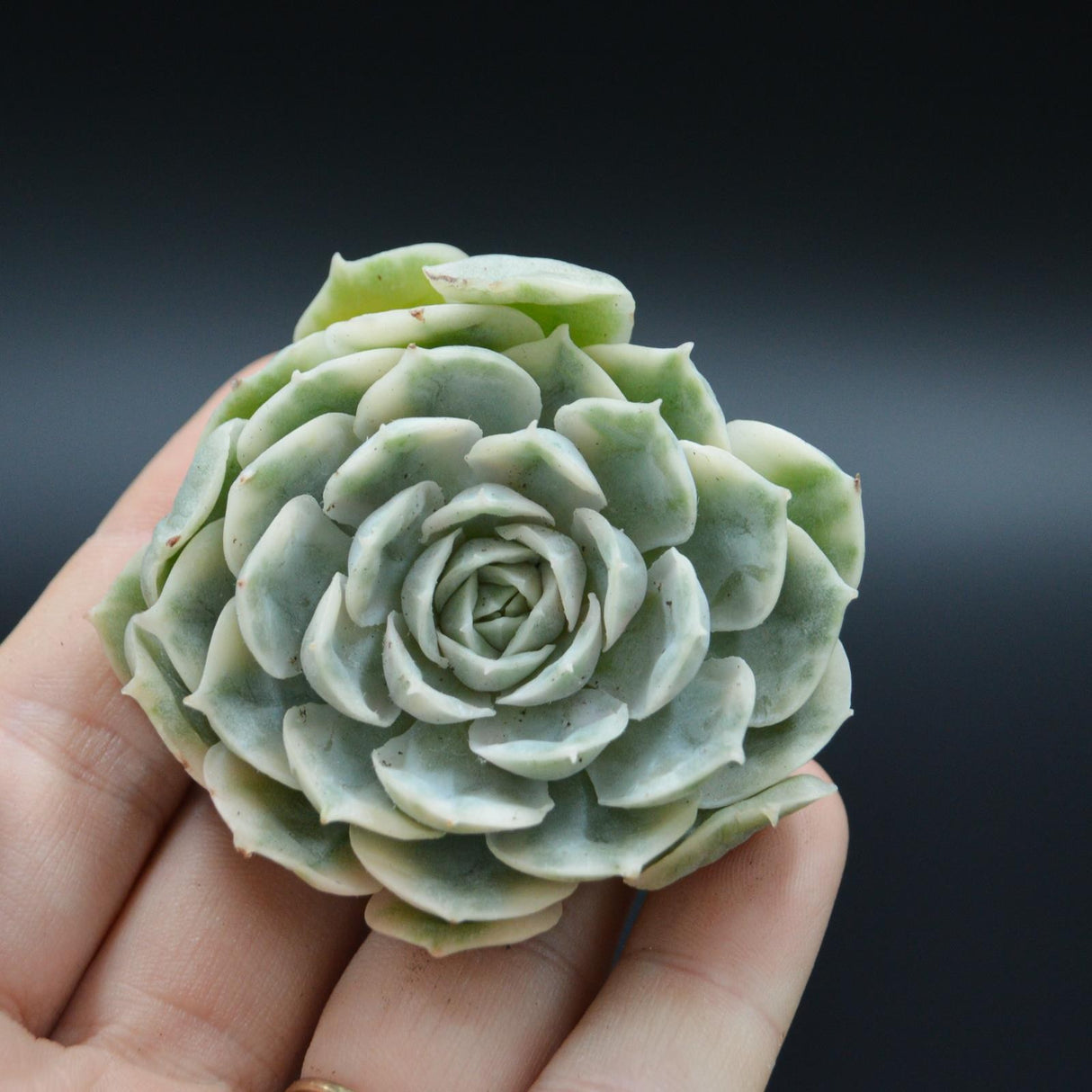 Echeveria Onslow f. variegata