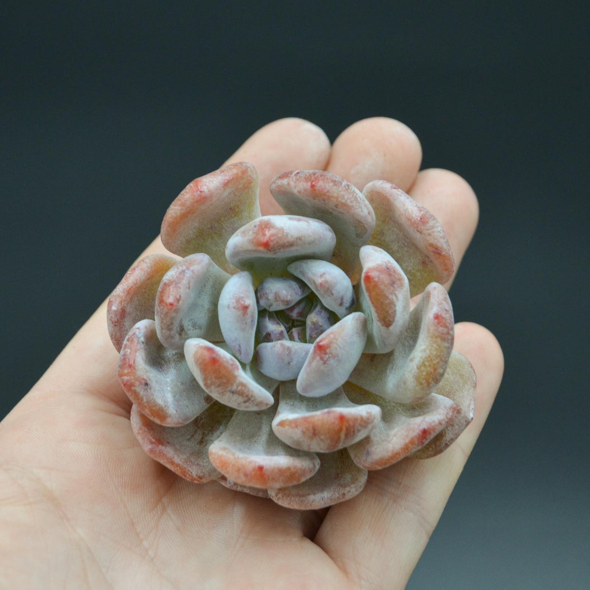 Echeveria Orange Monroe