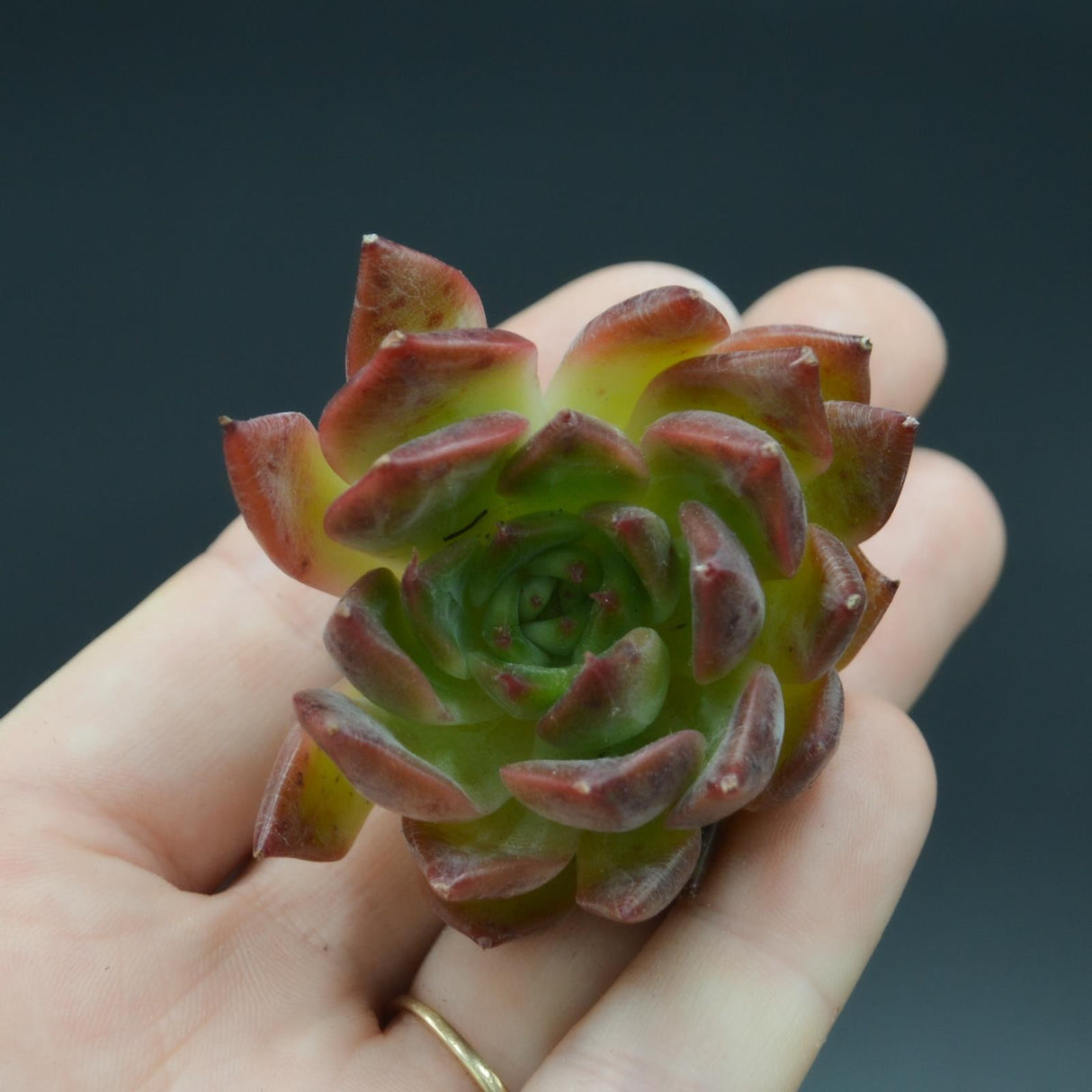 Echeveria Iris