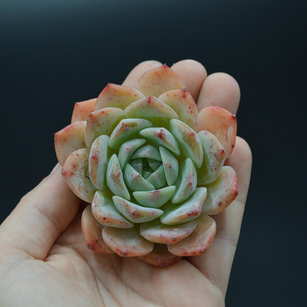 Echeveria Sarang