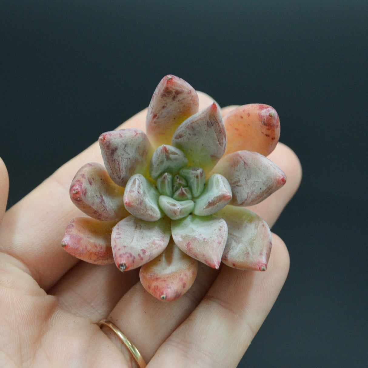 Echeveria affinis x lutea