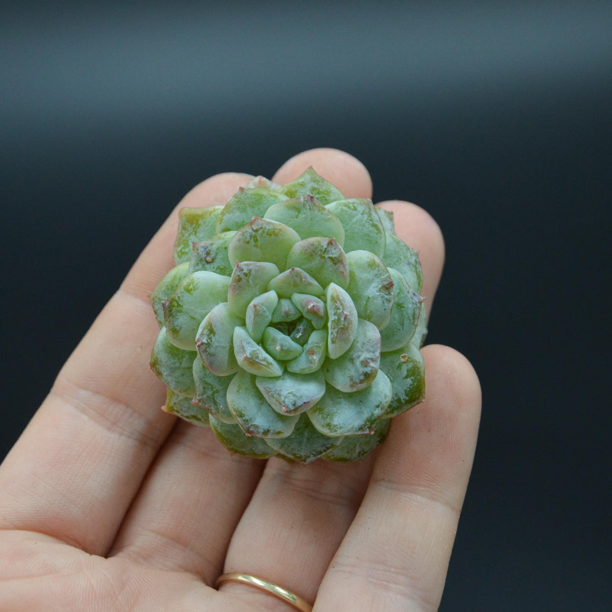 Echeveria Snow Colour