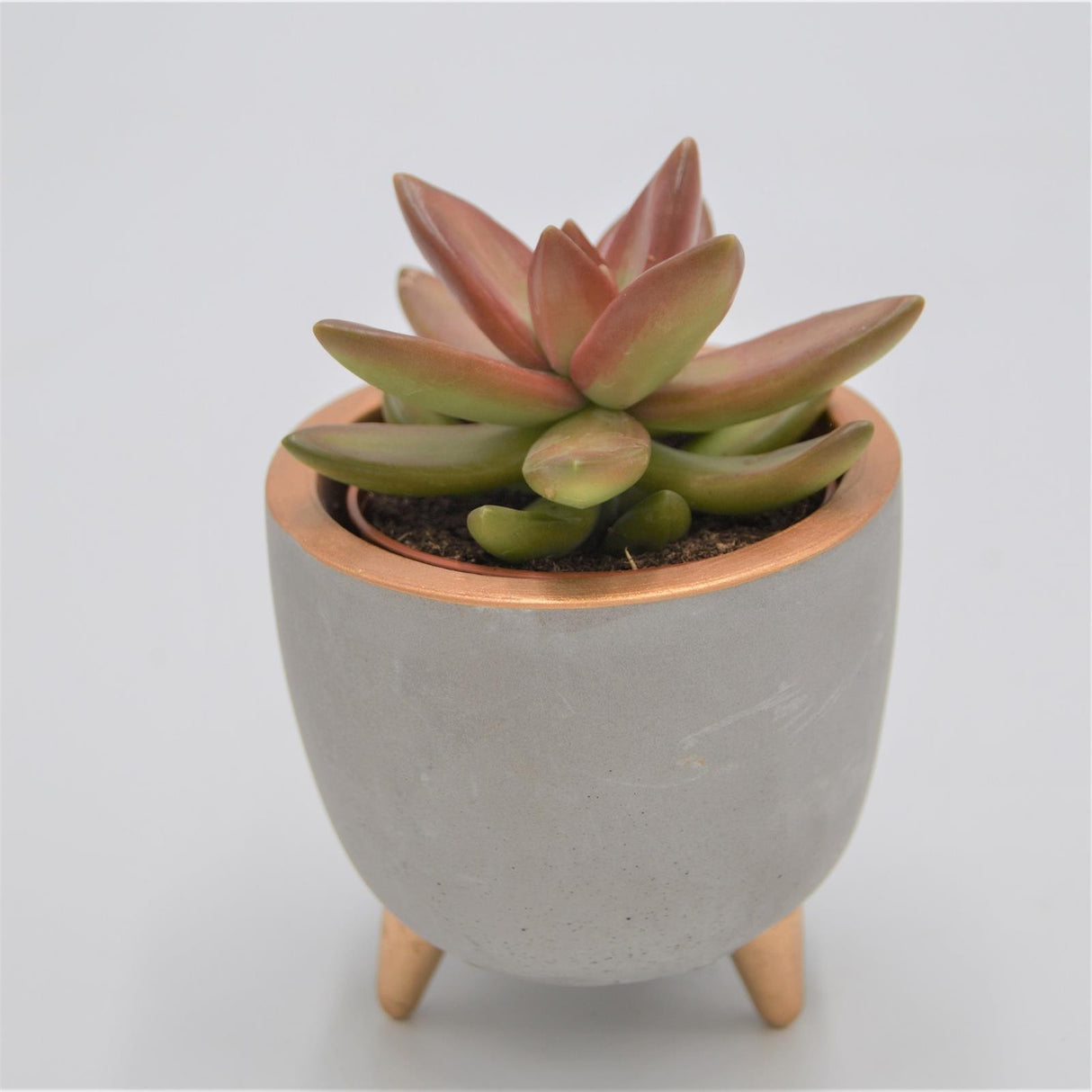 Beton Übertopf EMMA mit Füßen und Gold Akzenten für 6cm Sukkulenten