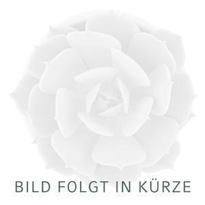 Kakteen-Schmuckstücke, Rosé