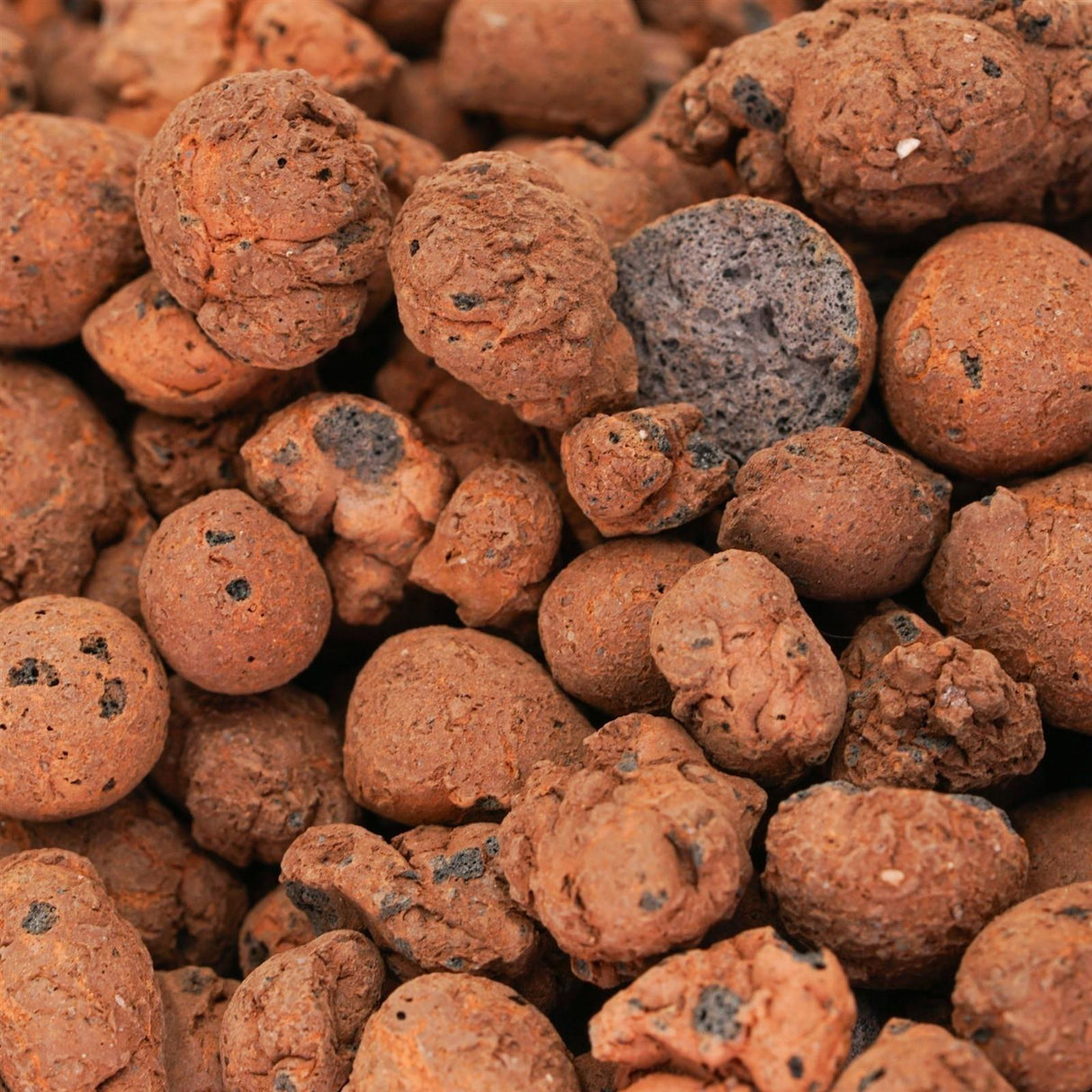 Blähton - Tongranulat (8-16mm)