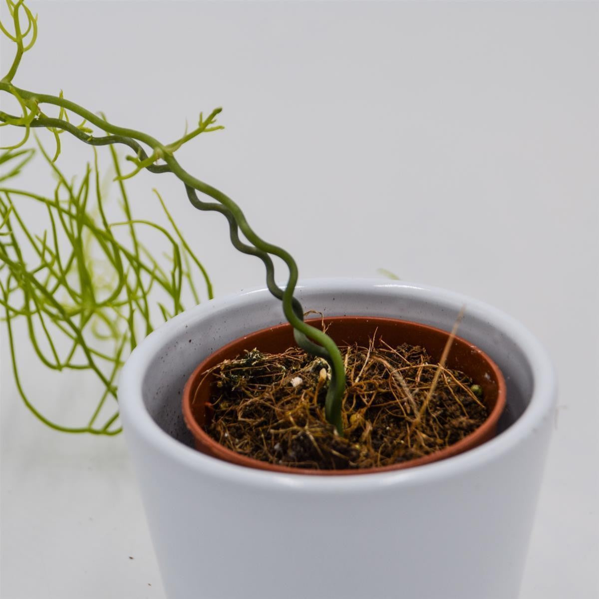 Bowiea volubilis - 5,5cm