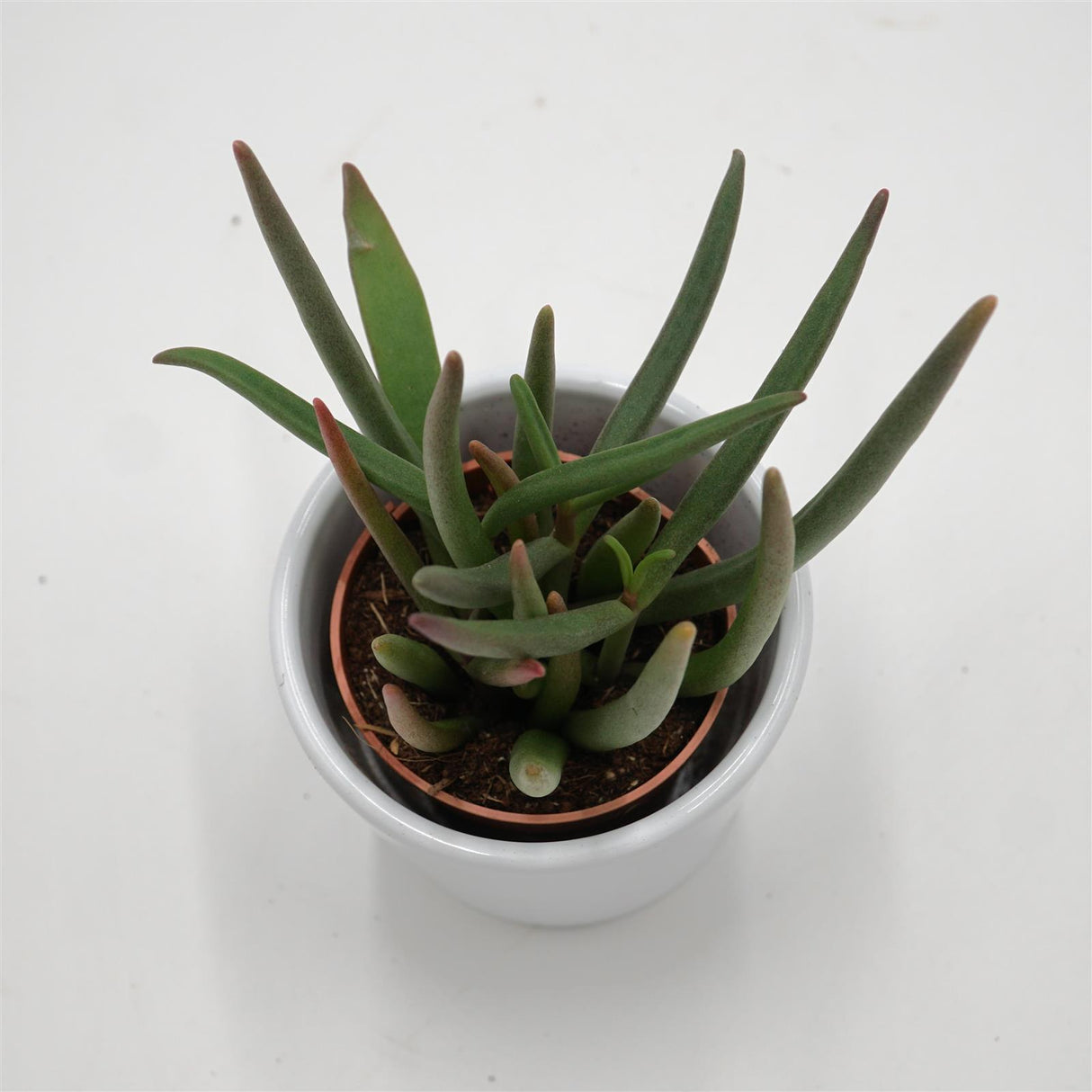 Cephalophyllum alstonii - 5,5cm