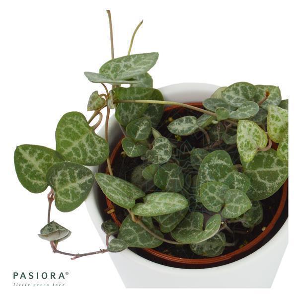 Ikarus Ampelsukkulenten