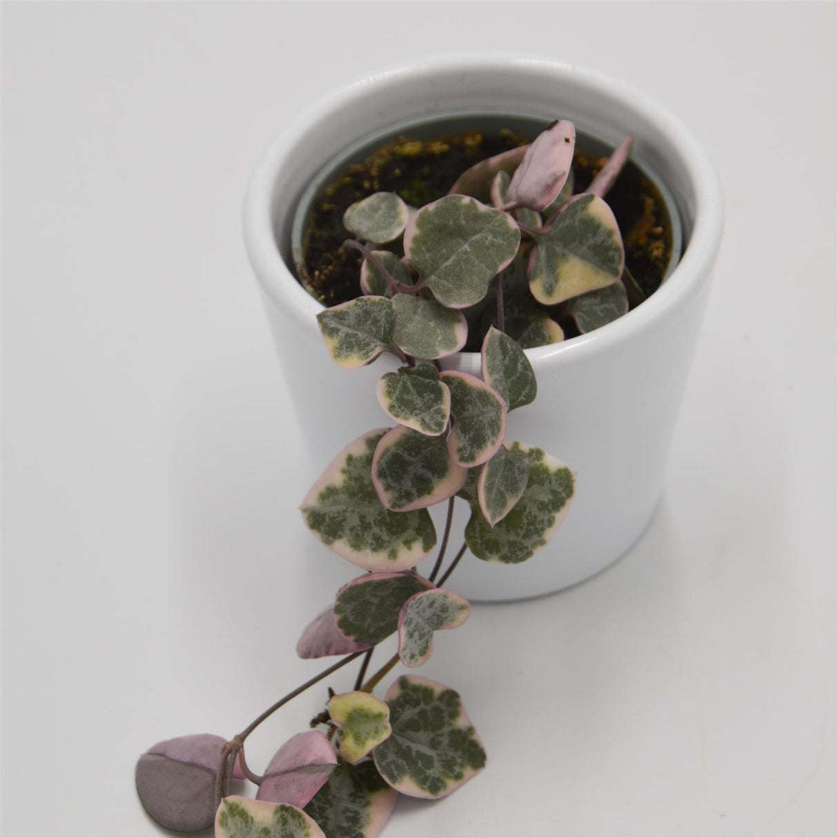 Ceropegia woodii f. variegata - 6cm