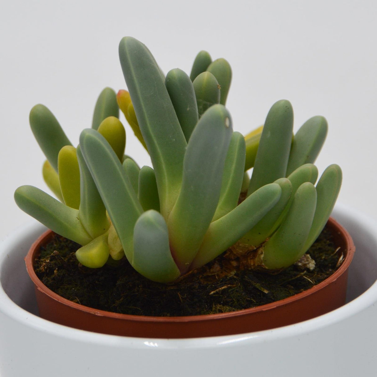 Cheiridopsis denticulata - 8,5cm