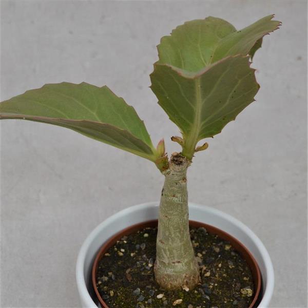 Cissus jutea - 10,5cm