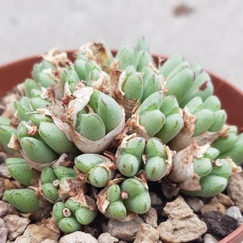 Conophytum species - 10,5cm