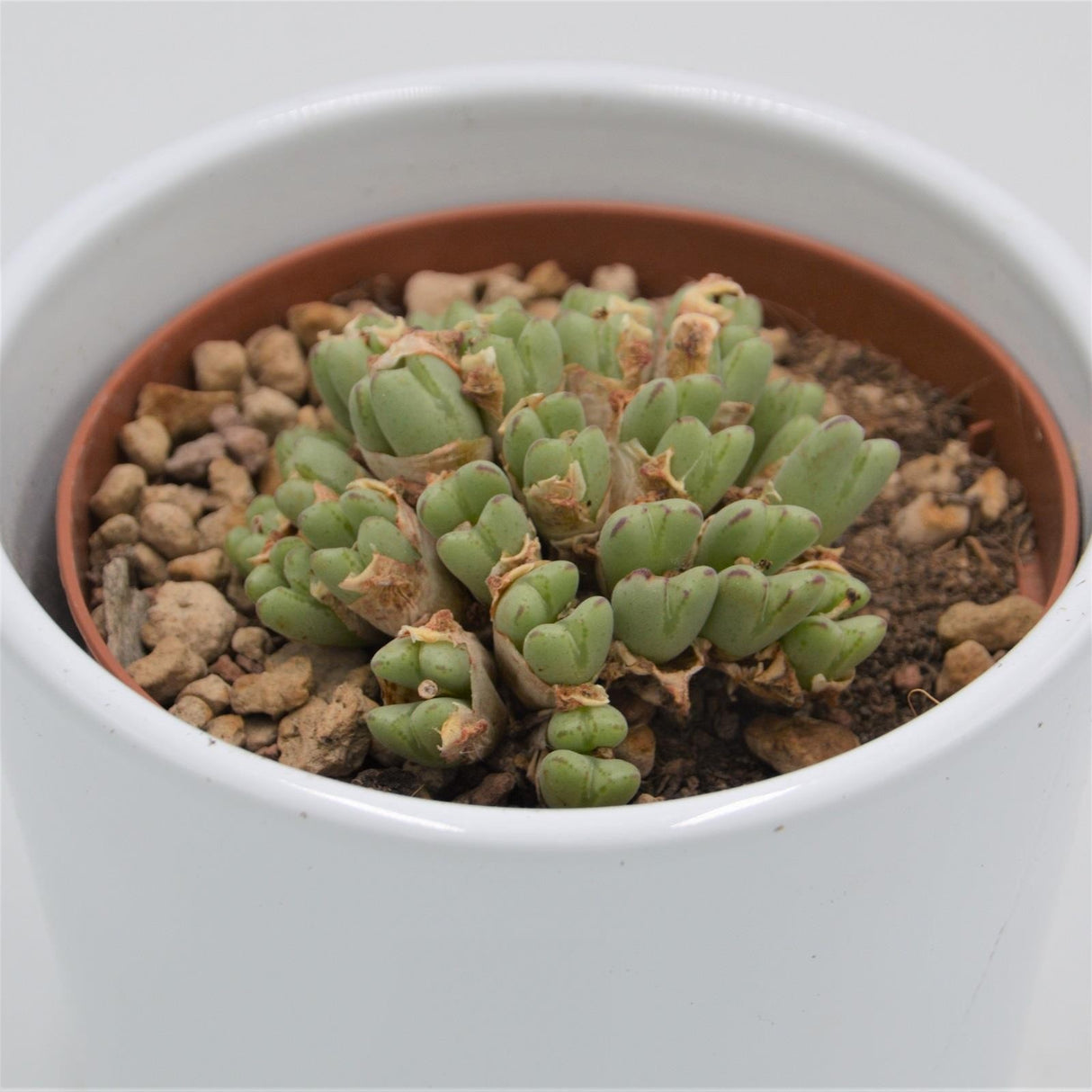 Conophytum species - 10,5cm