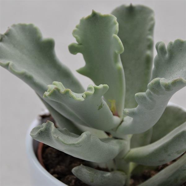 Cotyledon Coral - 10,5cm