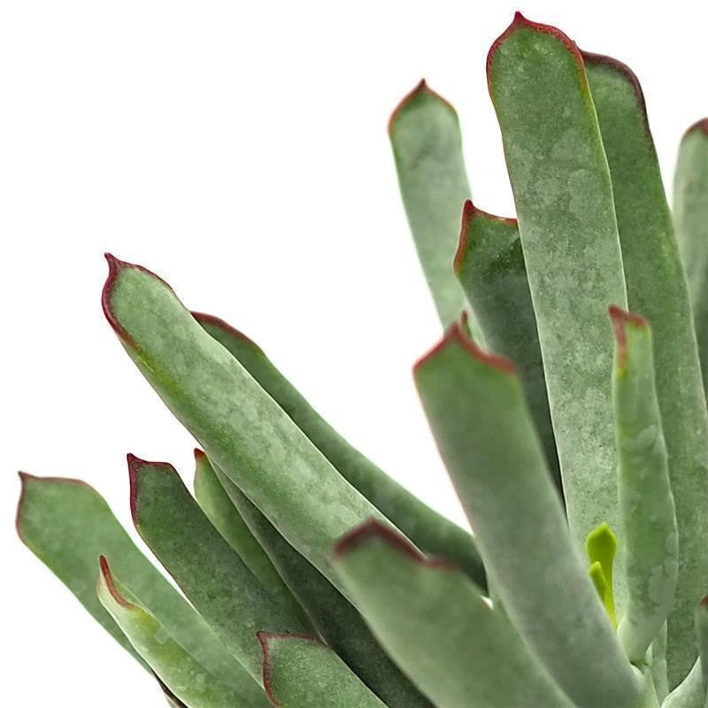 Cotyledon Octopus - 12cm