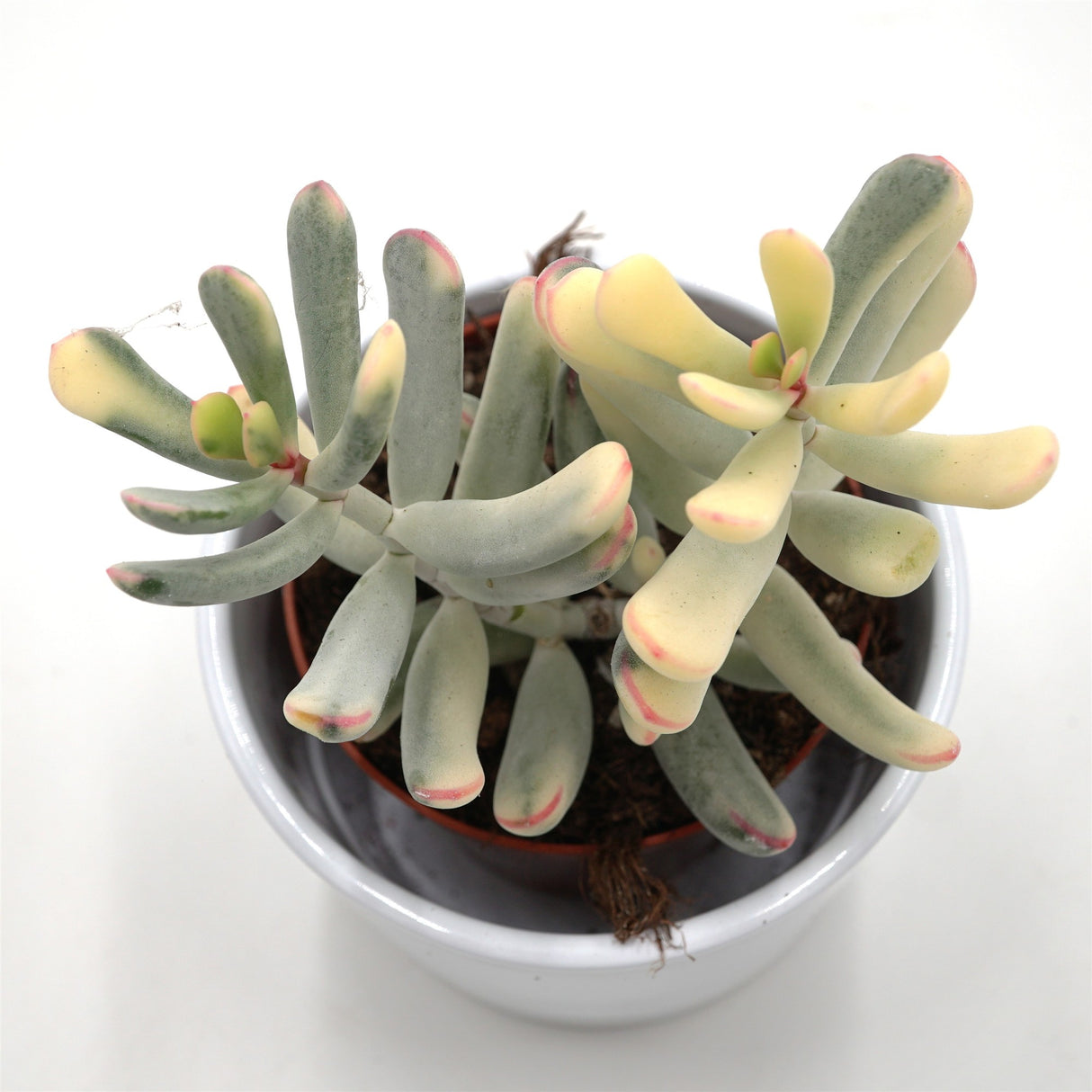 Cotyledon orbiculata var. flanaganii f. variegata - 8,5cm