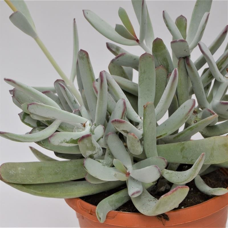 Cotyledon orbiculata var. oblonga - 17cm